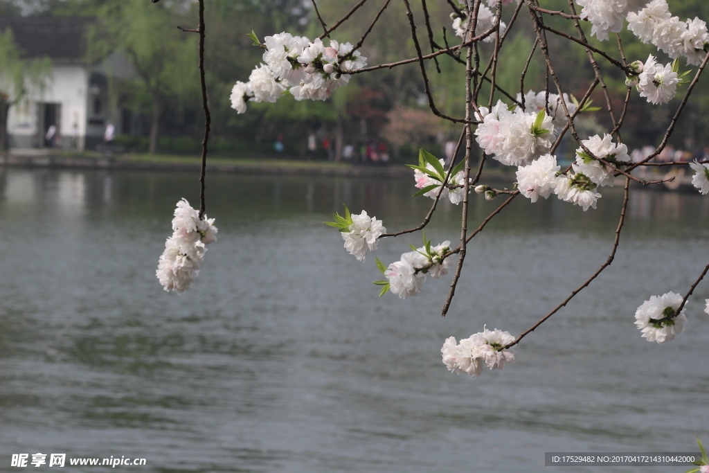 西湖边桃花