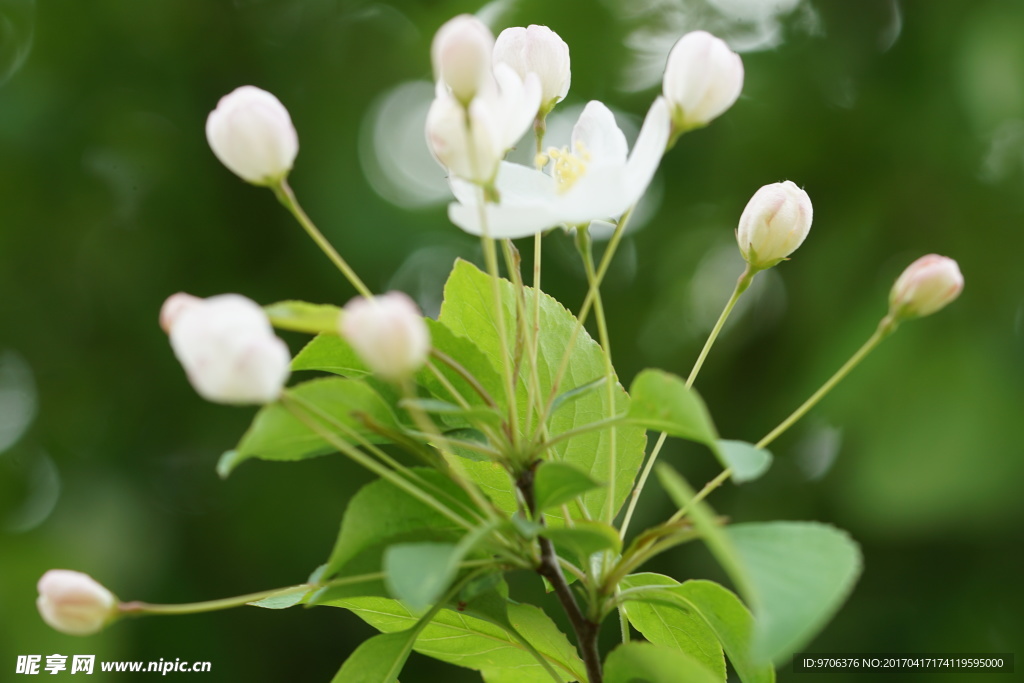 高清特写春天白色海棠花