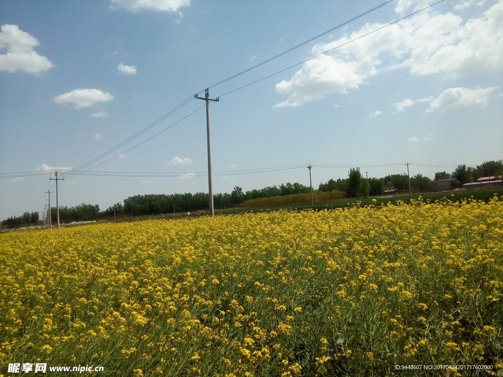 油菜花田