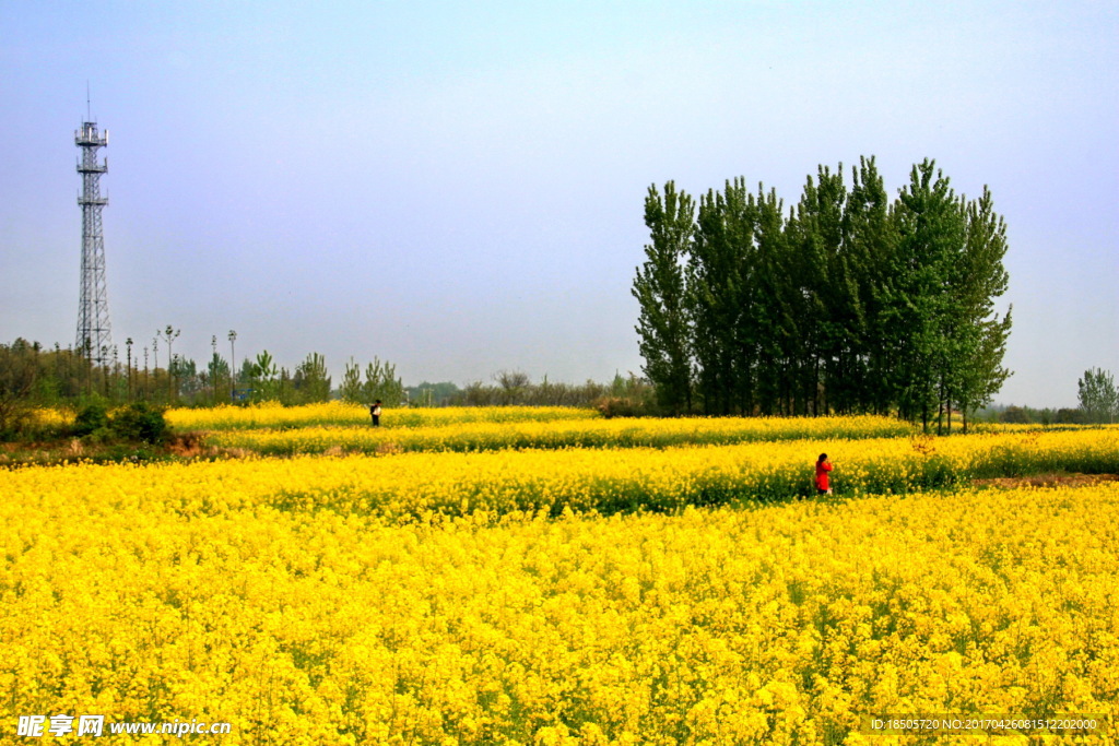 油菜花田风景