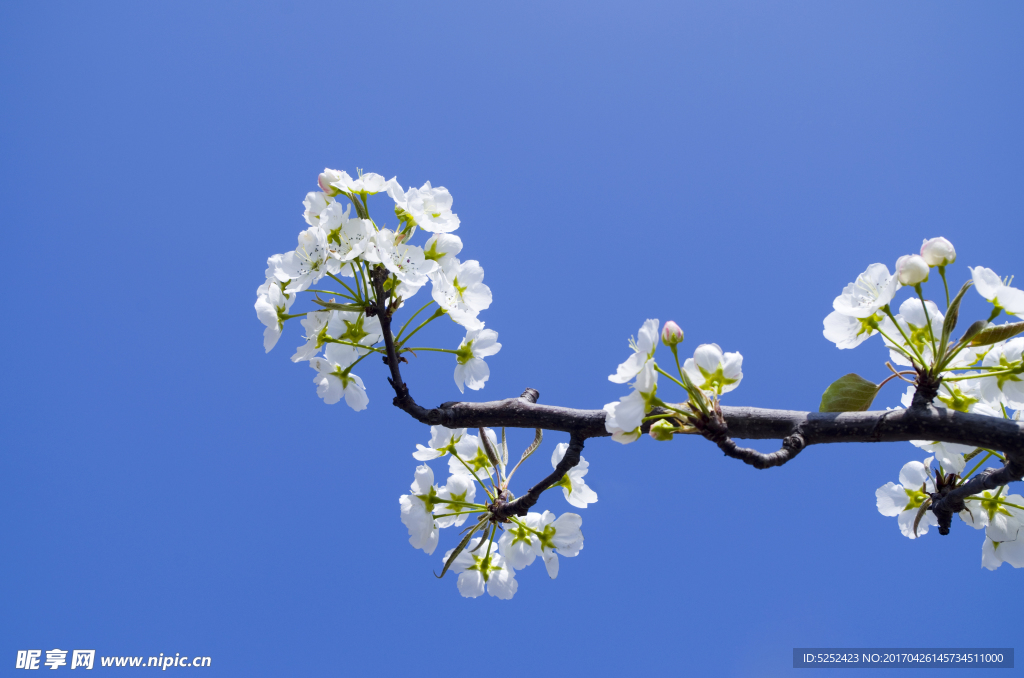 蓝天 梨花