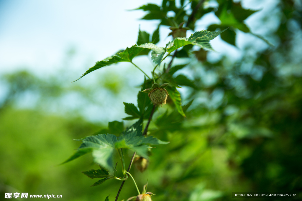 掌叶覆盆子青果