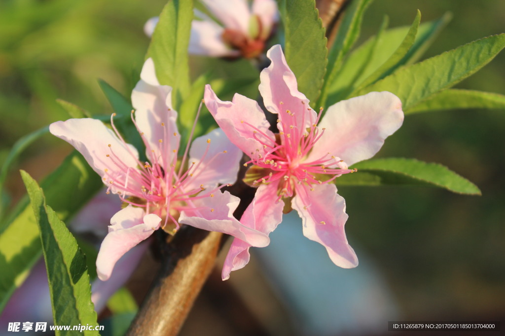 桃花图片