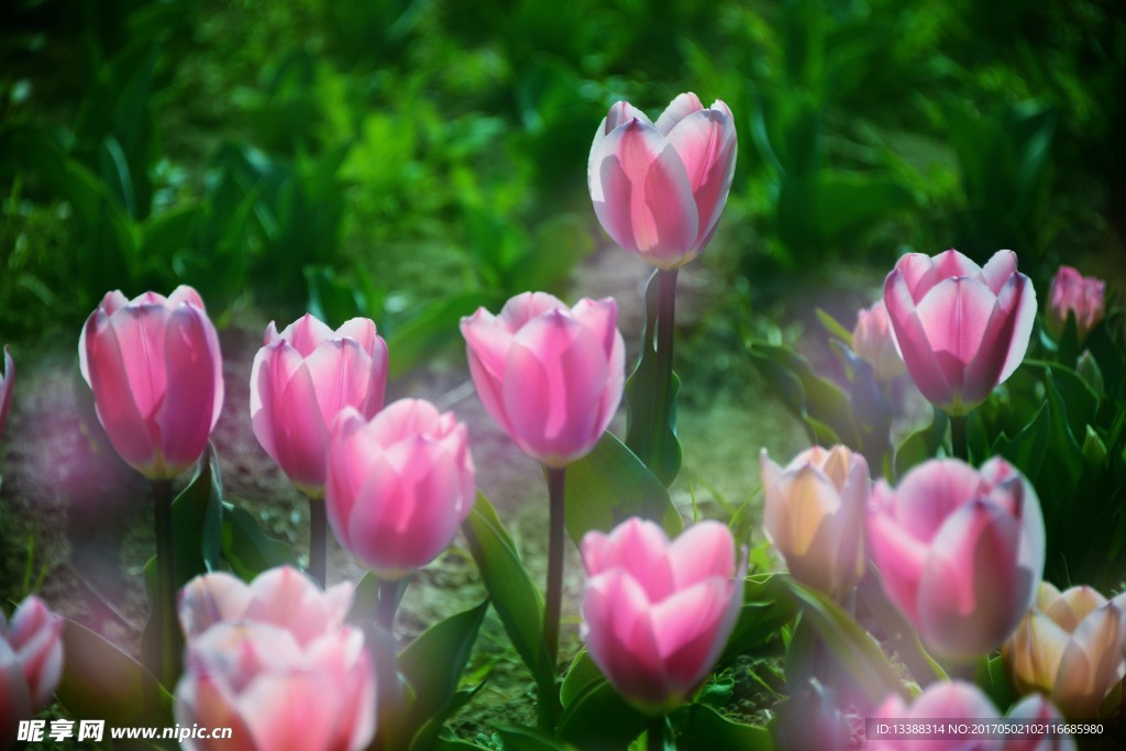 粉红色的郁金香