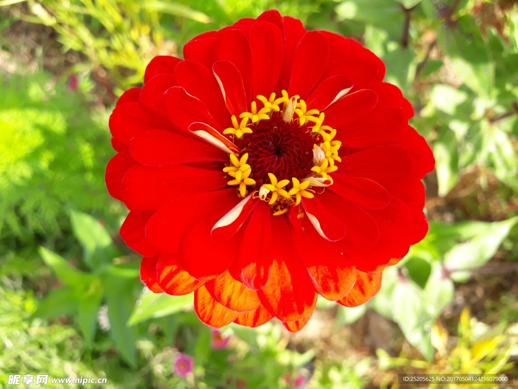 红色大丽花微距