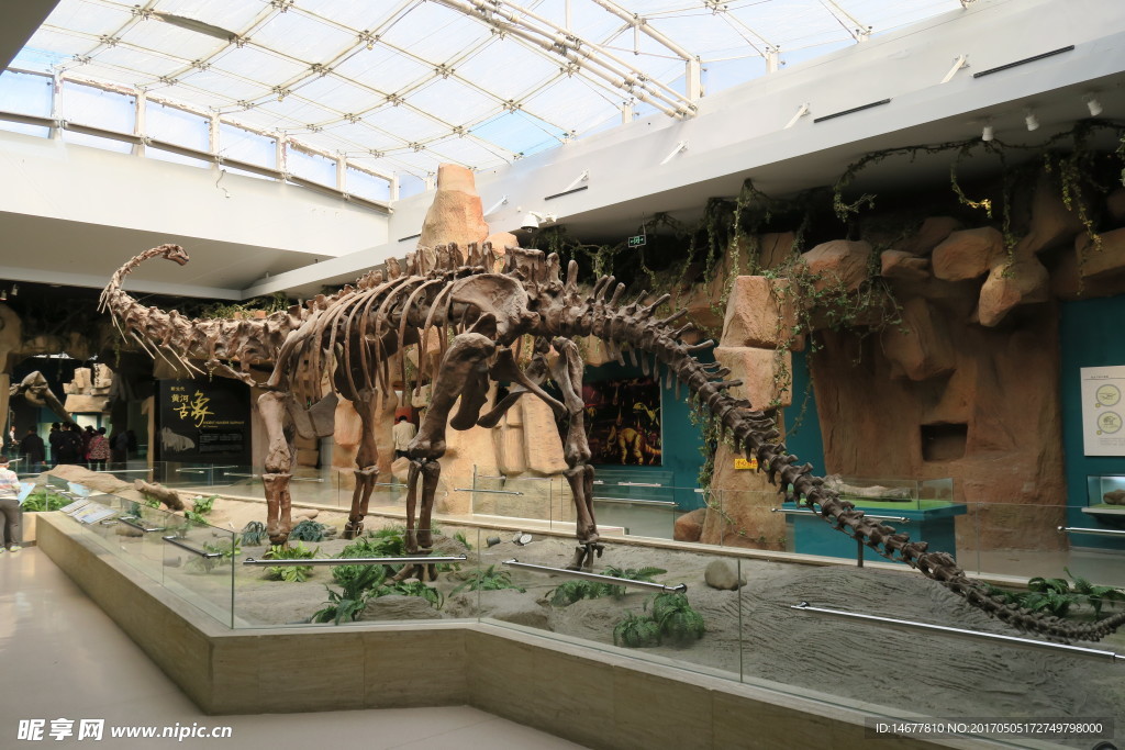 甘肃博物馆藏马门溪龙