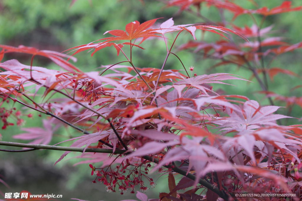 红枫叶