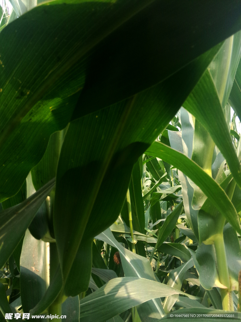 玉米叶子