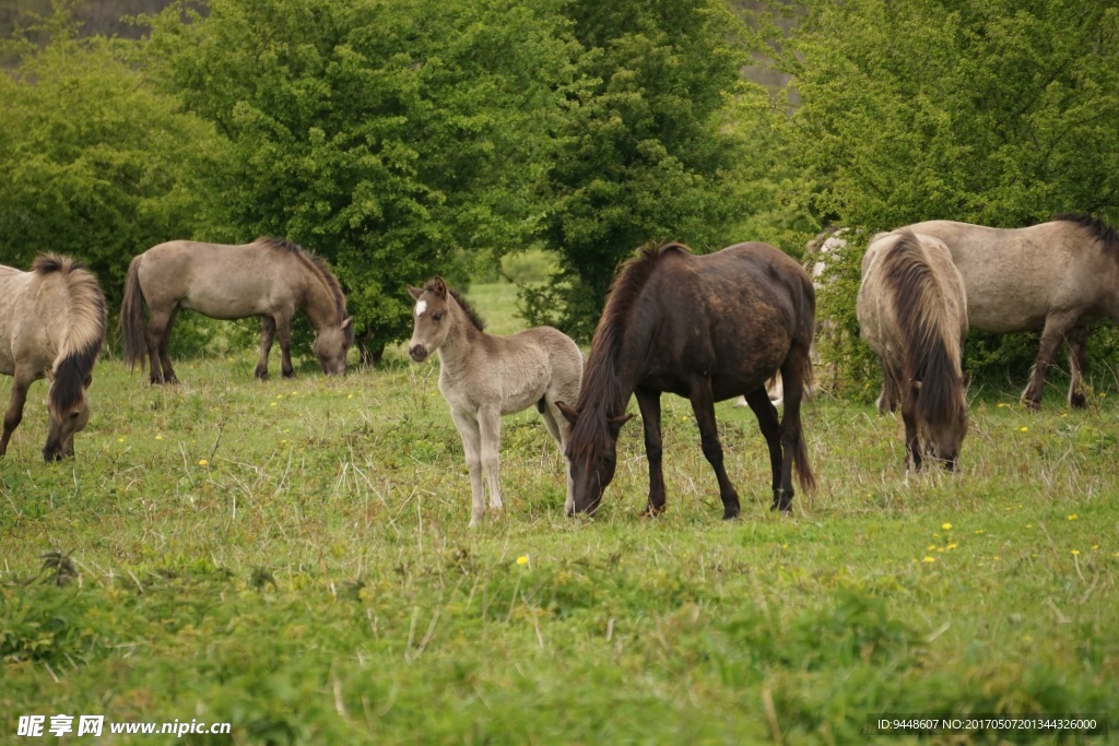 吃草的马儿图片