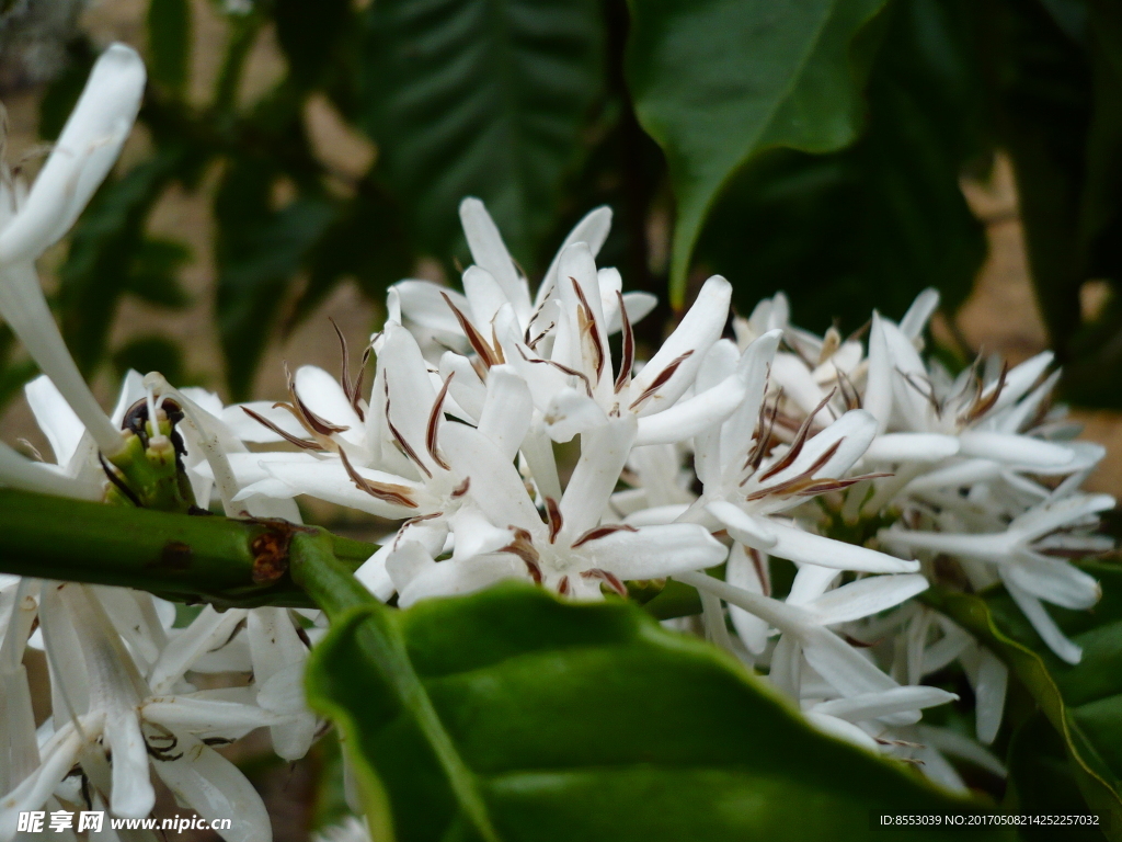 盛开的咖啡花
