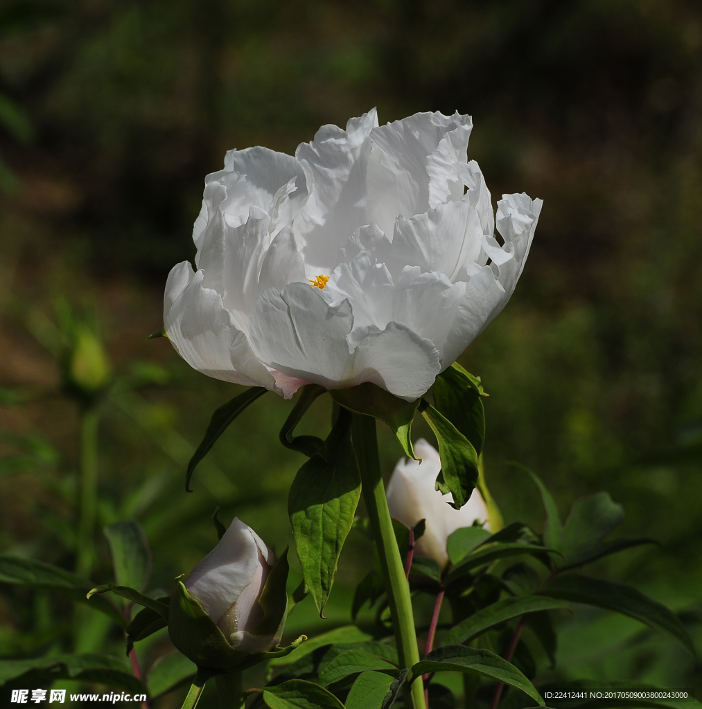 牡丹 牡丹花 花开富贵 白牡丹