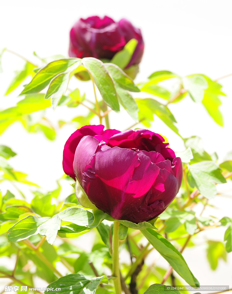 牡丹 牡丹花 花开富贵 黑牡丹