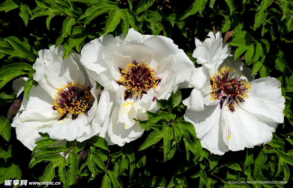 牡丹 牡丹花 花开富贵 白牡丹