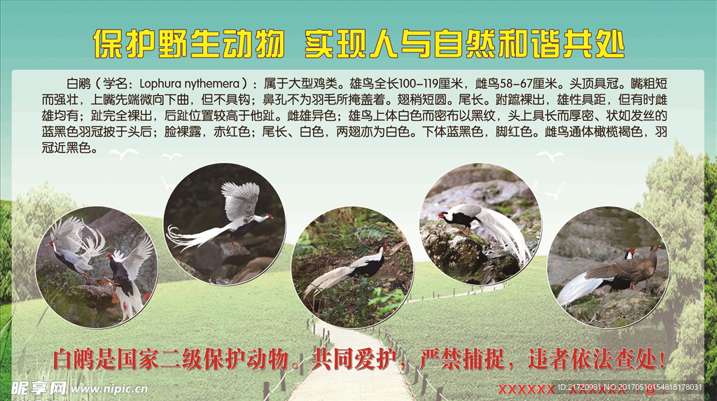 保护动物宣传栏人与自然