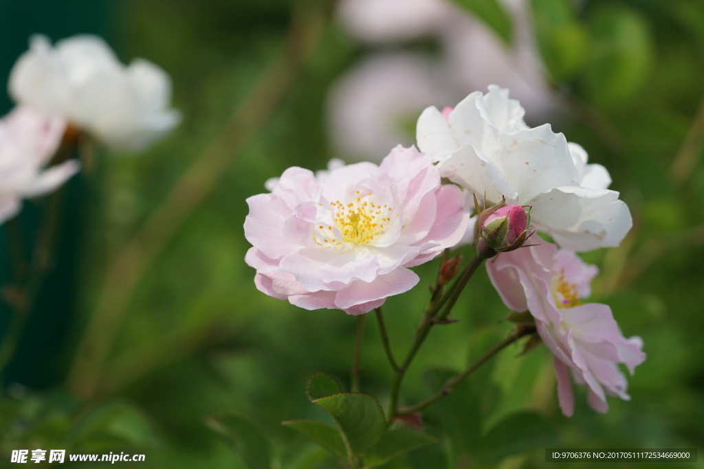 高清花卉特写 粉色蔷薇