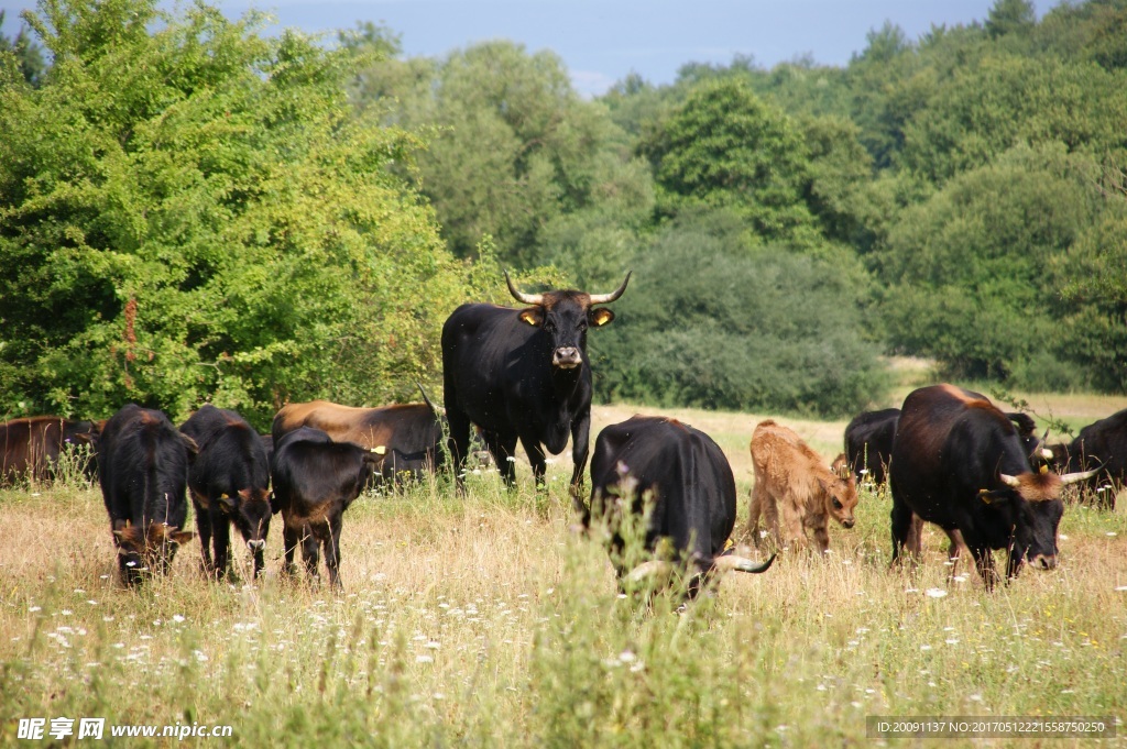 野外有气质的牛群