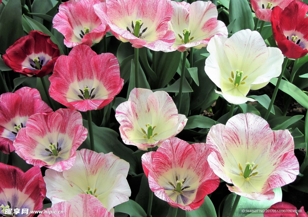 荷兰花海郁金香花朵特写