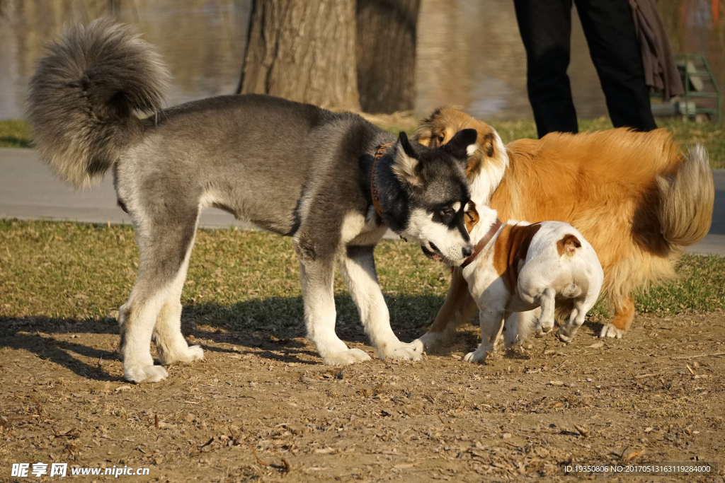 宠物 狗 哈士奇
