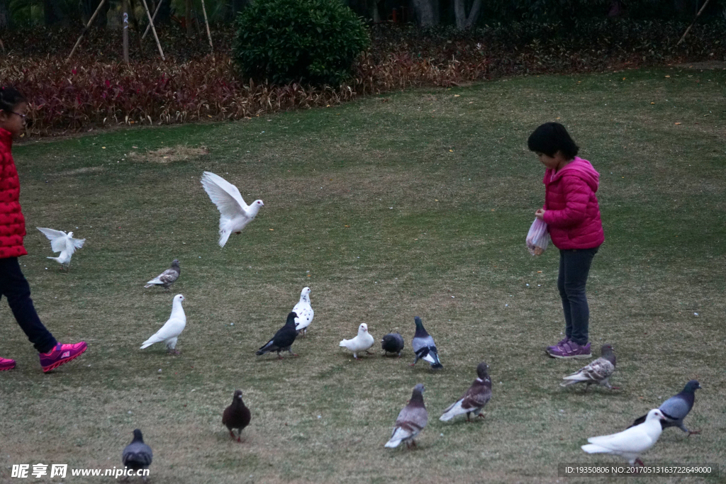 草地 鸽子 小孩