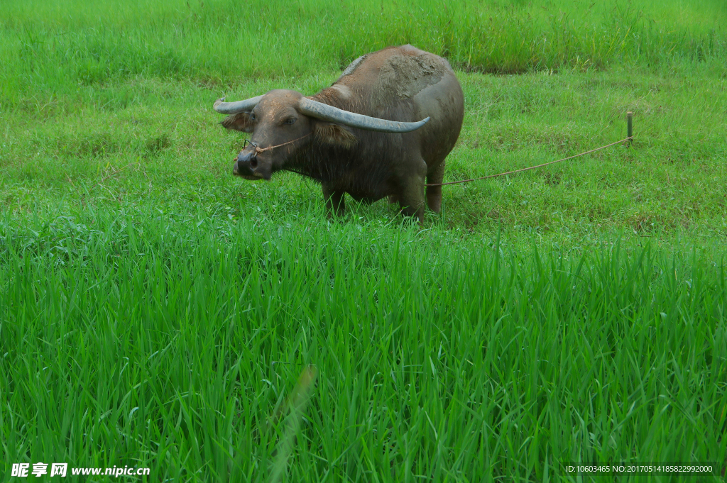 田园耕牛 水牛牧草