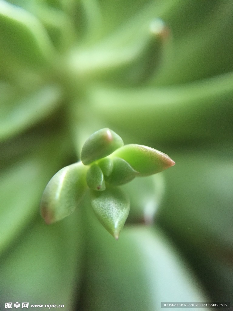 多肉植物添新芽正面