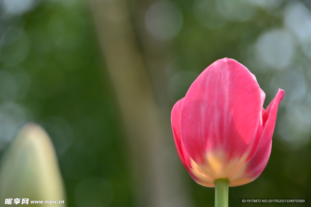 粉红色的郁金香