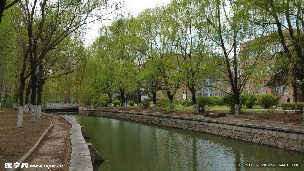 春天 柳树 河水