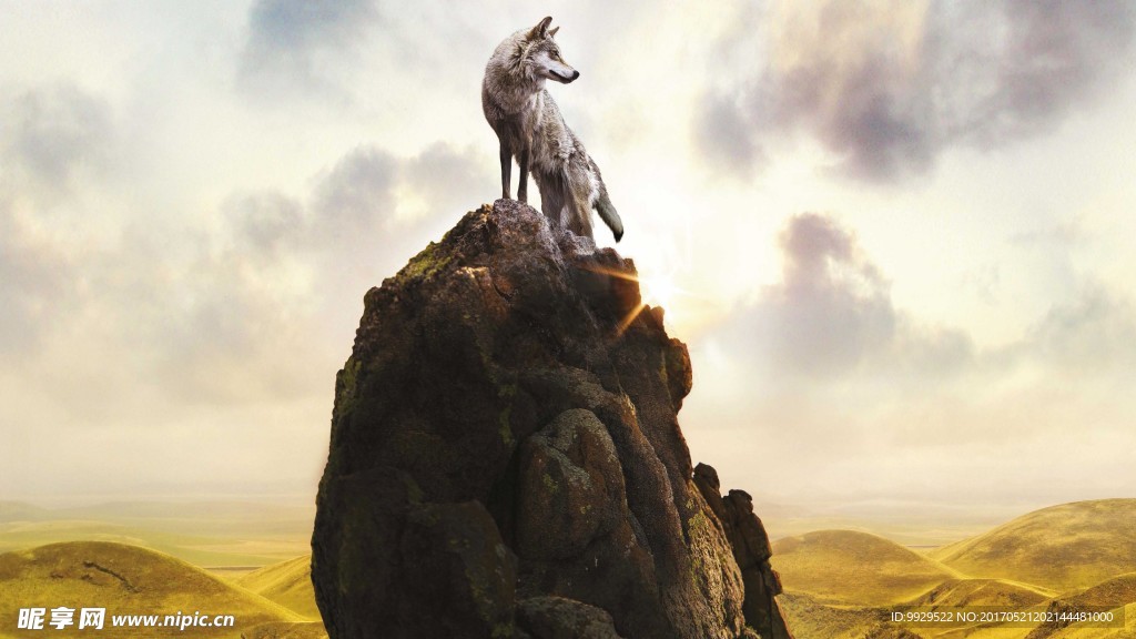 风景图 狼 动物