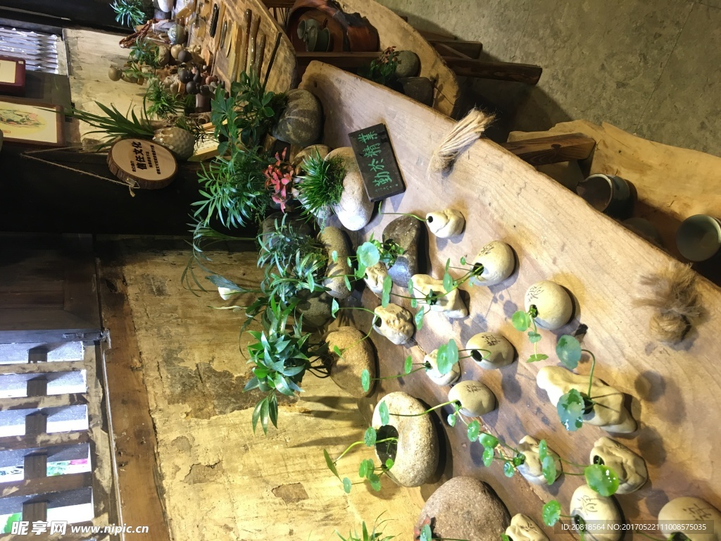 水葫芦花草种植