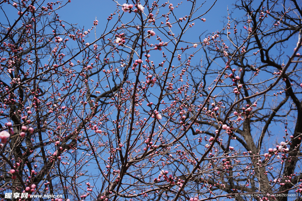 春天 蓝天 桃花