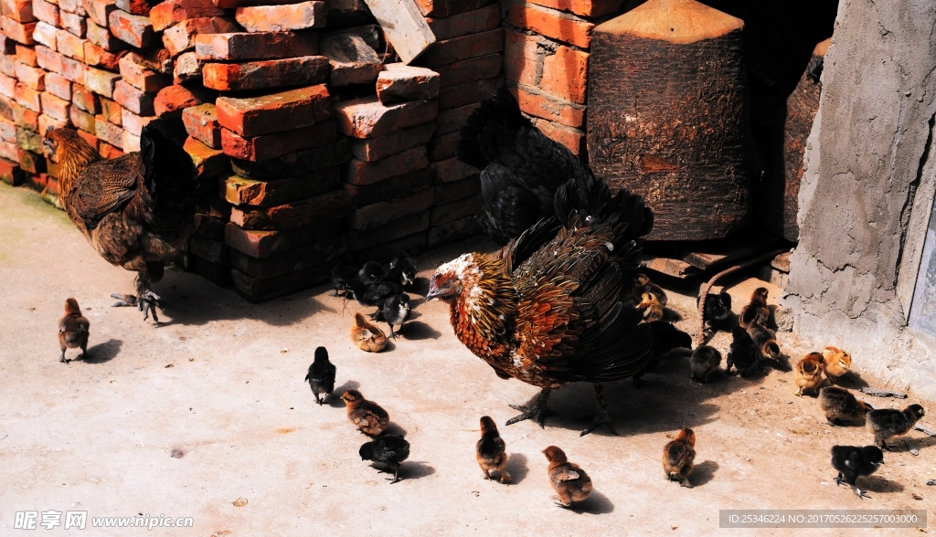 群鸡图片