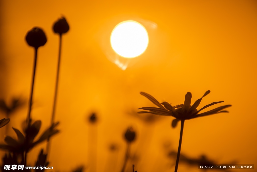 夕阳下的菊花