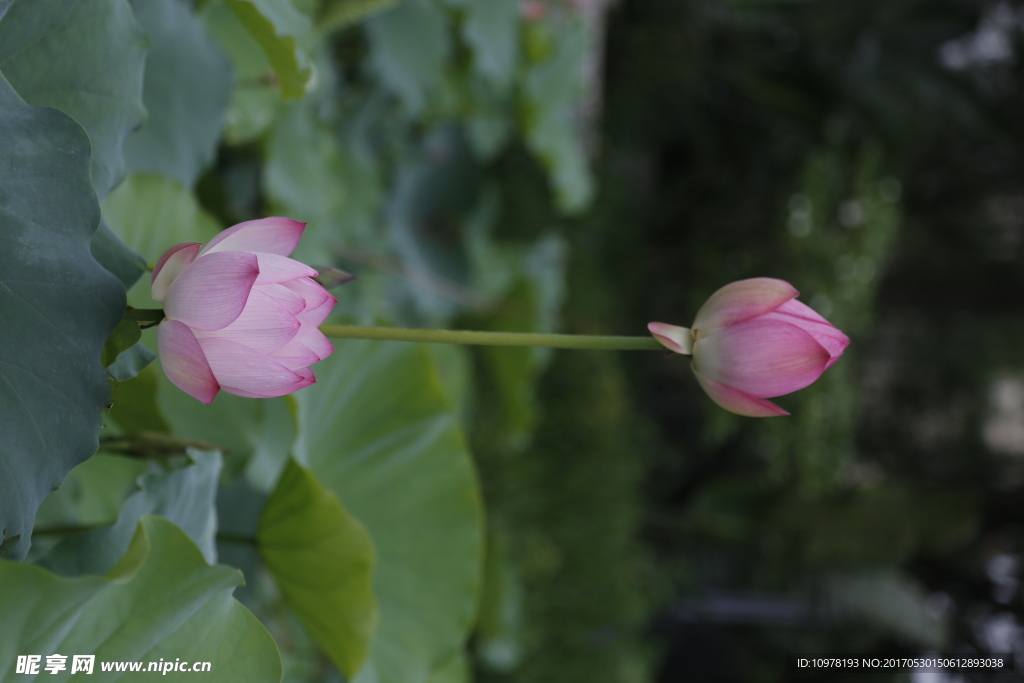 夏日里盛开的荷花