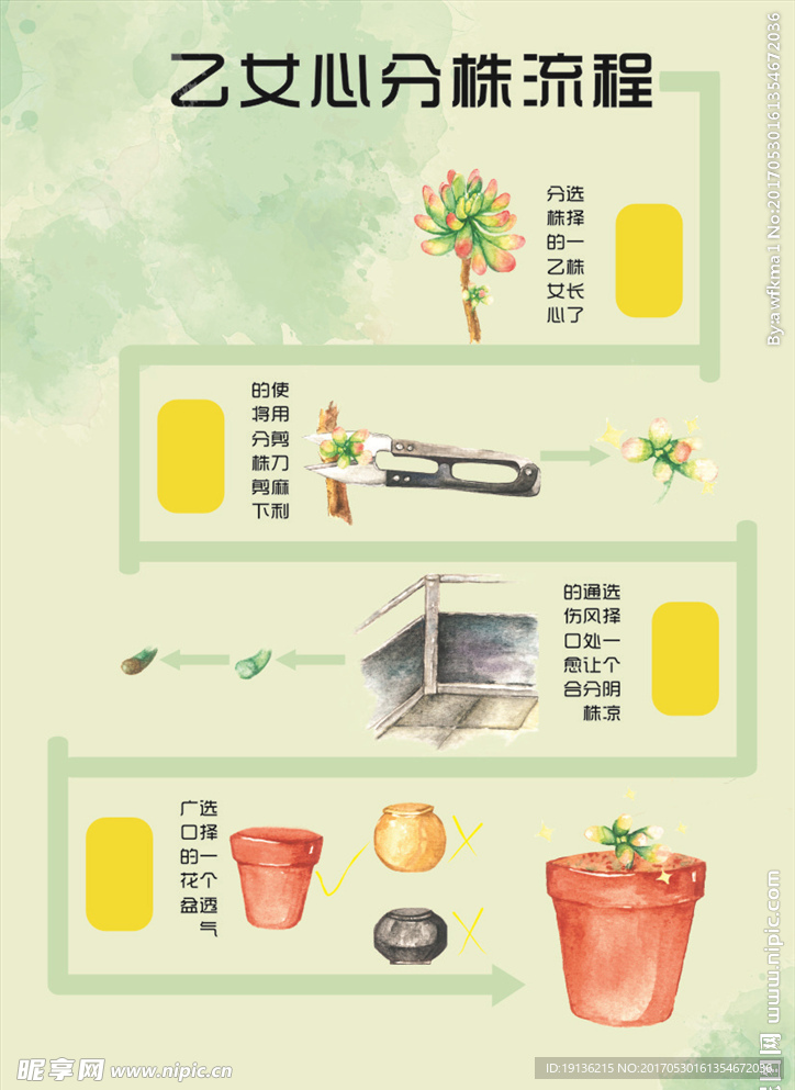 乙女心分株流程展板