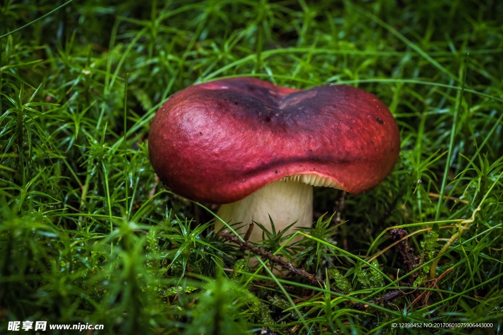 红蘑菇