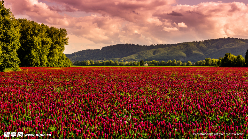 美丽的红色花海