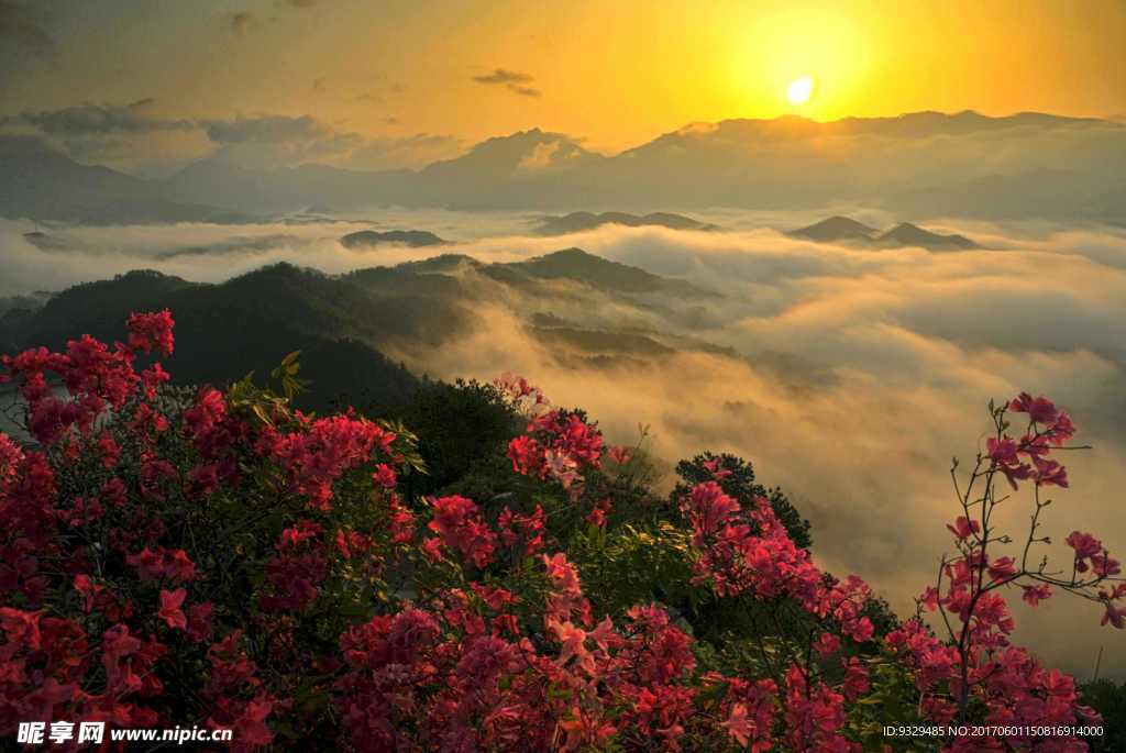 夕阳映山红云海