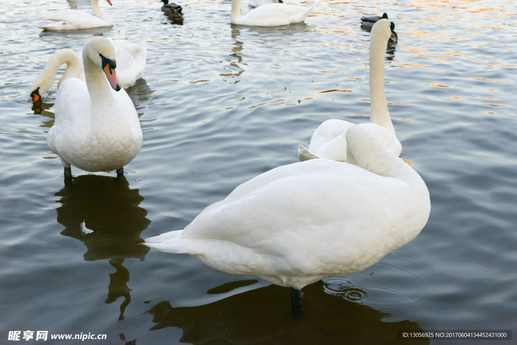 伏尔塔瓦河天鹅