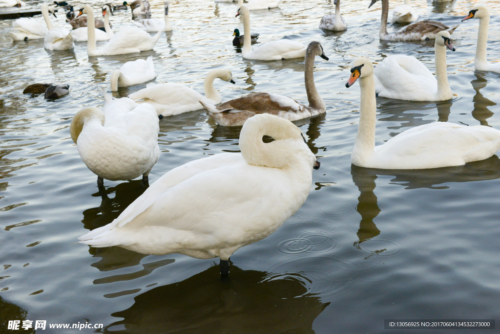 伏尔塔瓦河天鹅