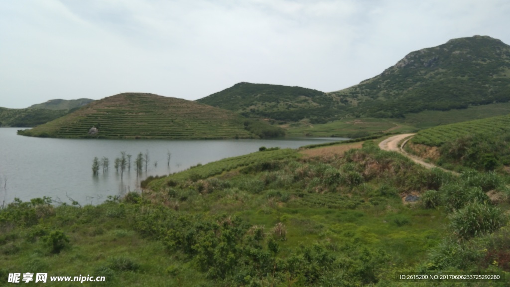 嵛山岛有机茶园