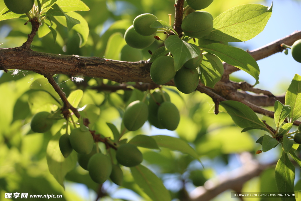 李子树  果子