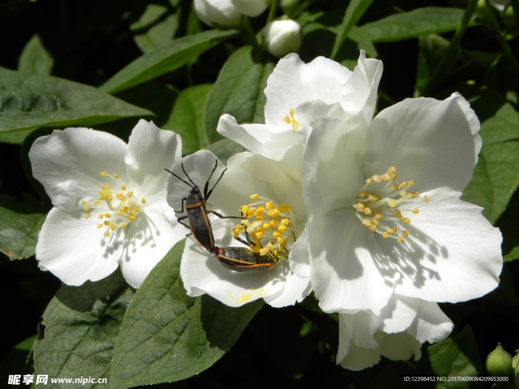 白色茉莉花