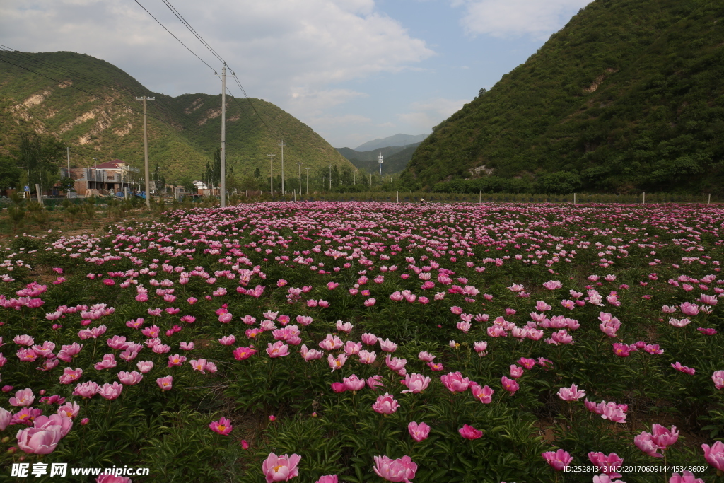芍药花海