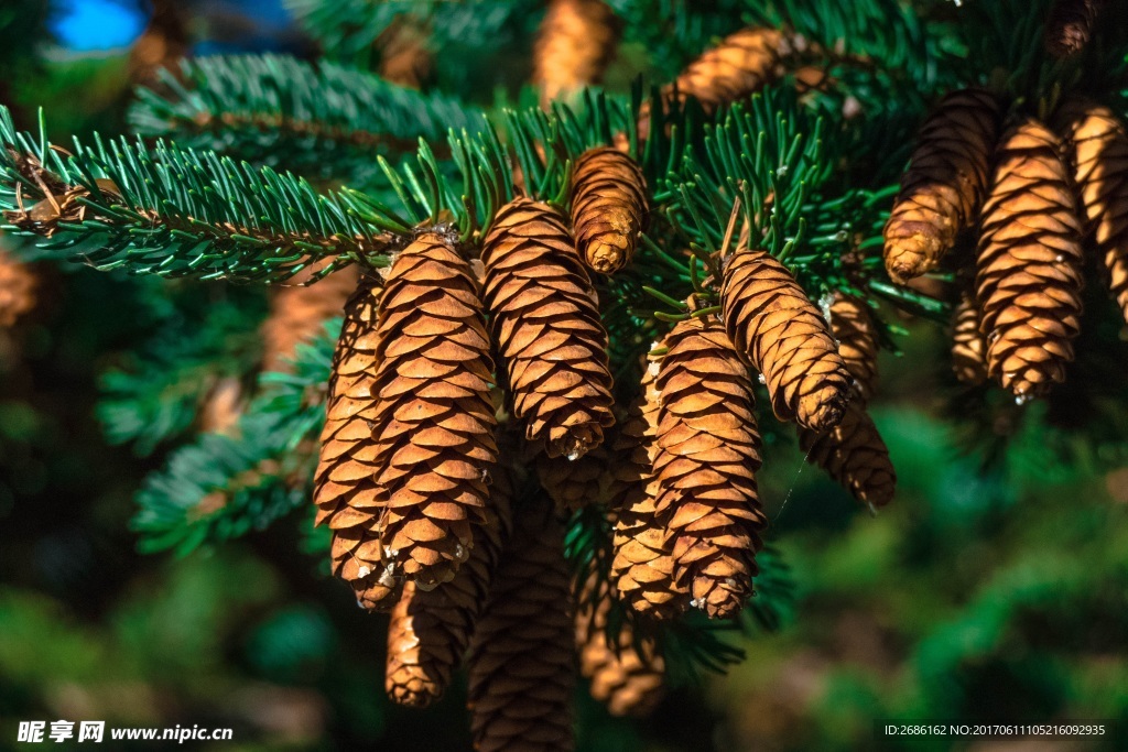 大松果 松果仁 松子