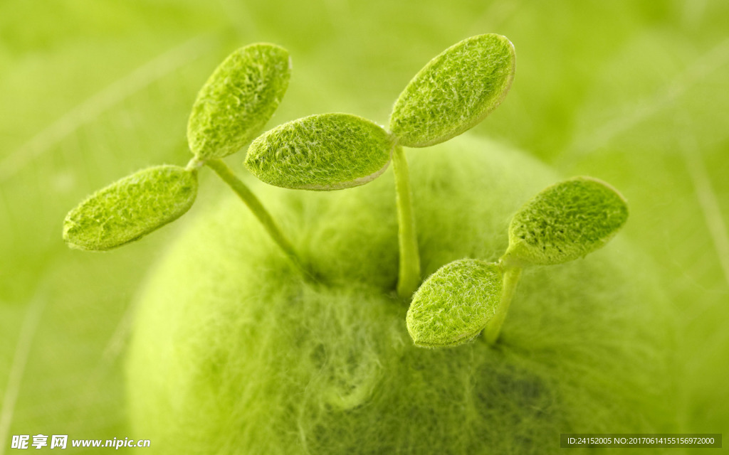 树叶 嫩芽 发芽