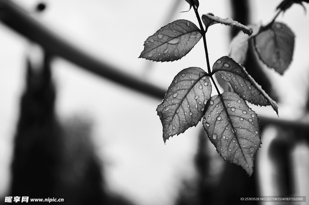 黑白 树叶剪影