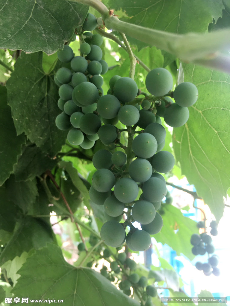 葡萄图片