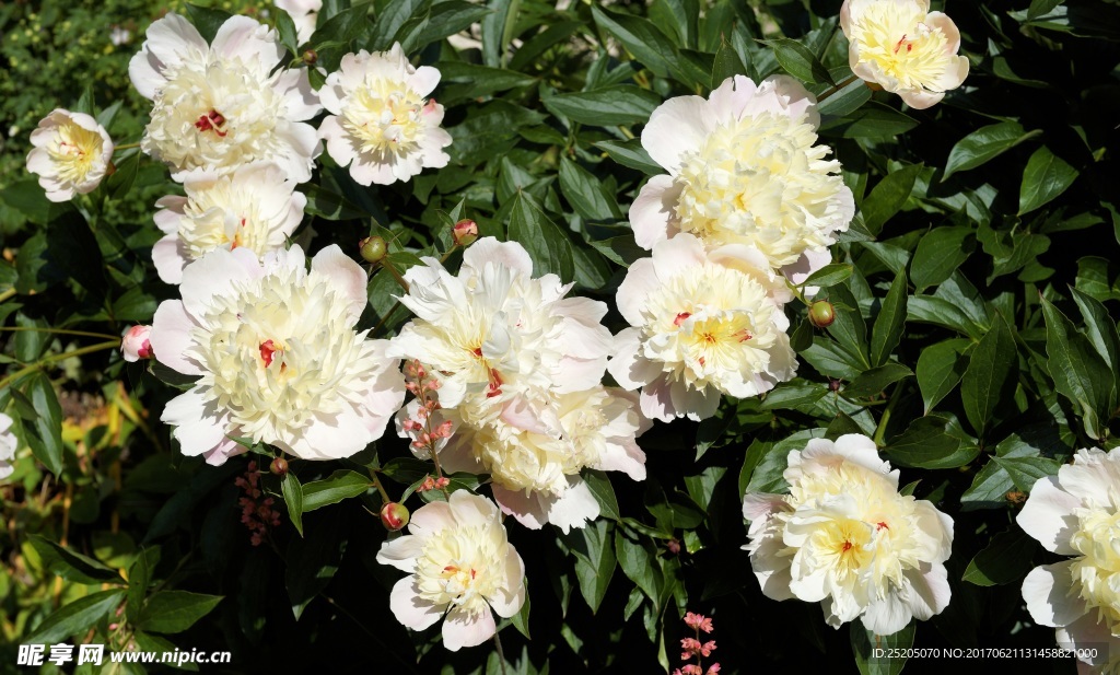 灿烂白色花盛开