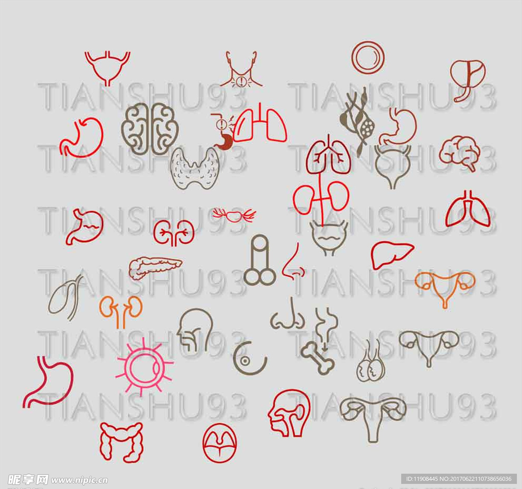 器官小图标器官简画