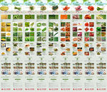 蔬菜商城 网点销售详情页